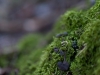 IMG_0481_800